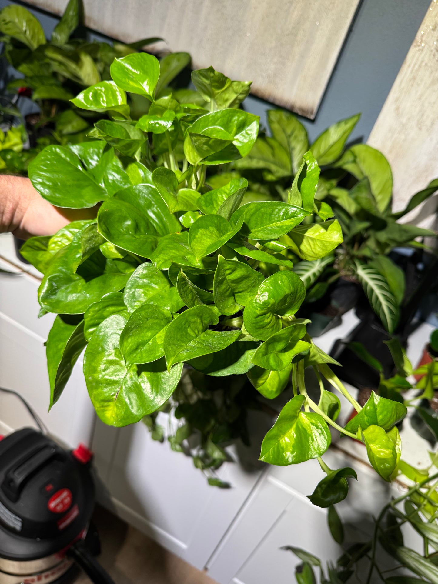 Pothos Global Green 6”