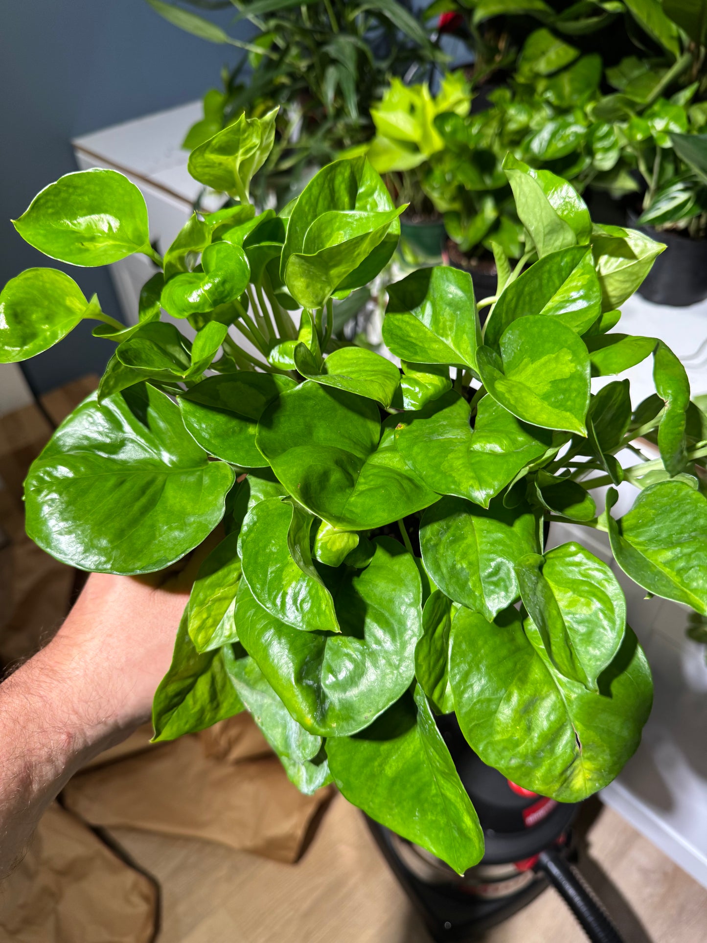 Pothos Global Green 6”