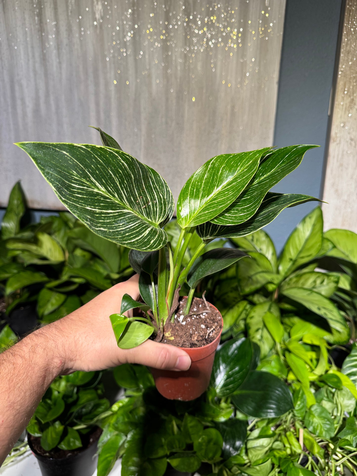 Philodendron Birkin 4”