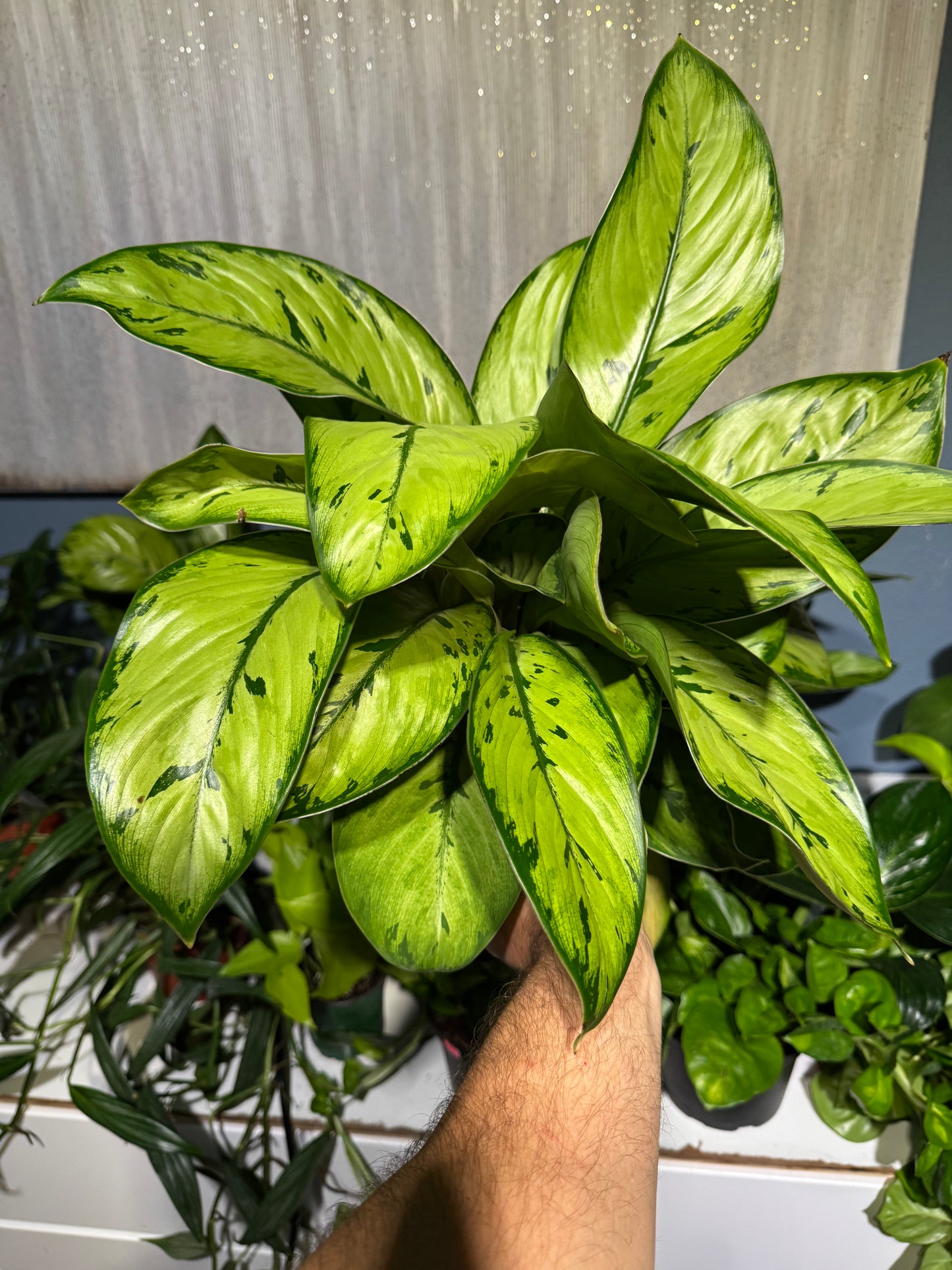 Dieffenbachia 'Camouflage' 6”