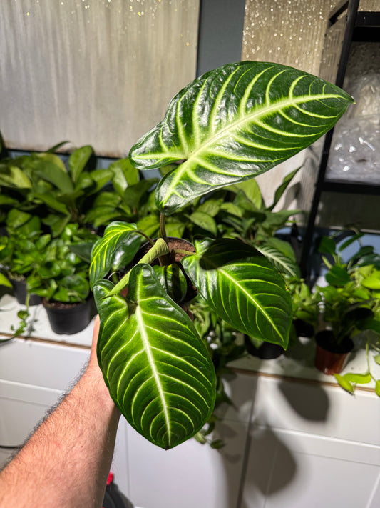 Xanthosoma Lindenii 4”