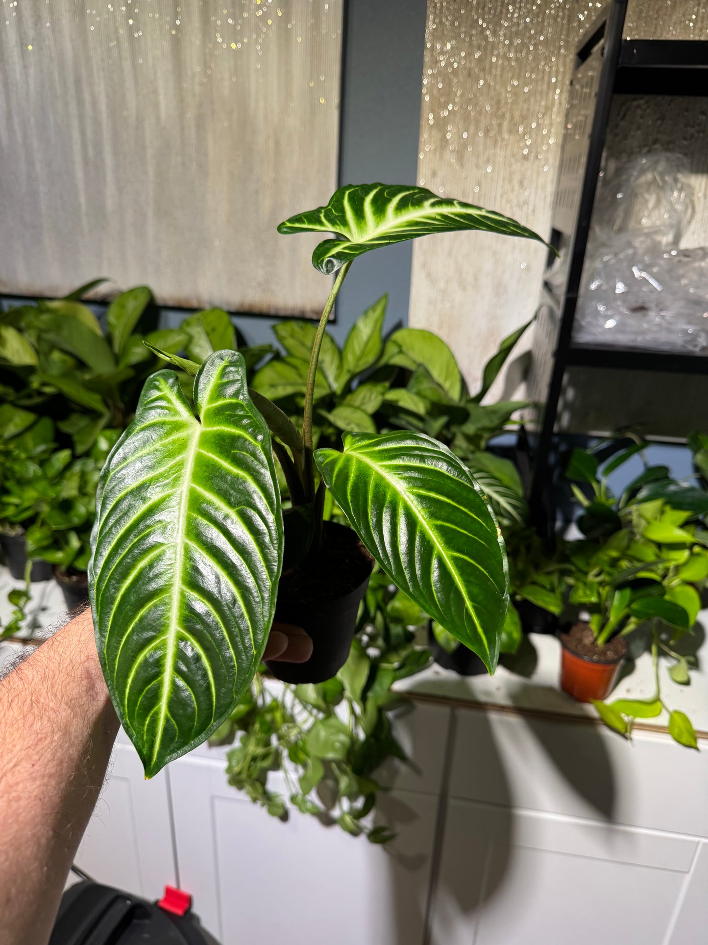 Xanthosoma Lindenii 4”
