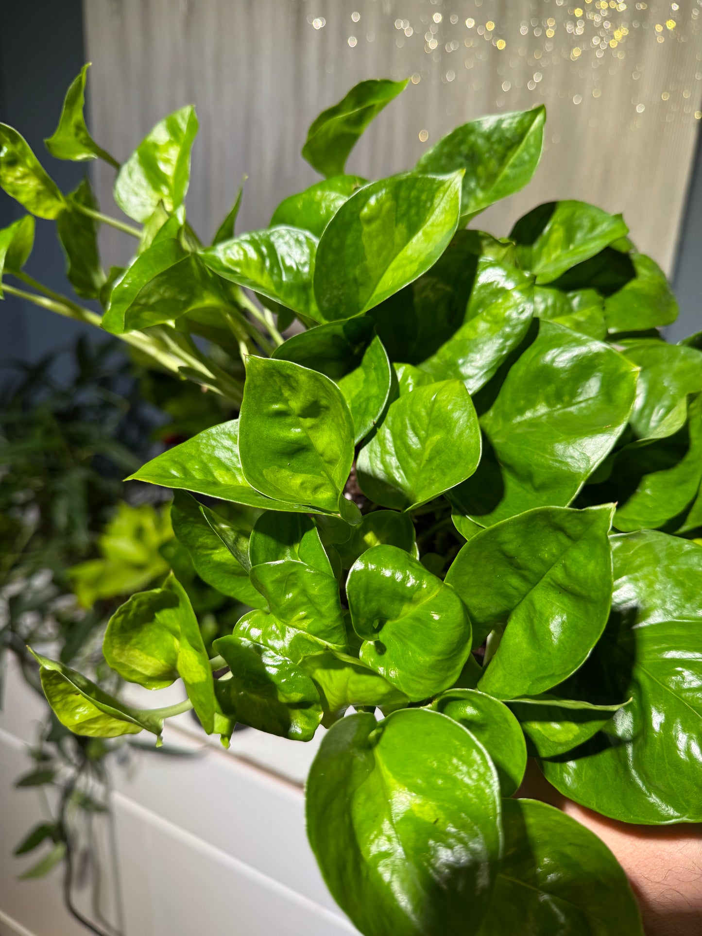 Pothos Global Green 6”