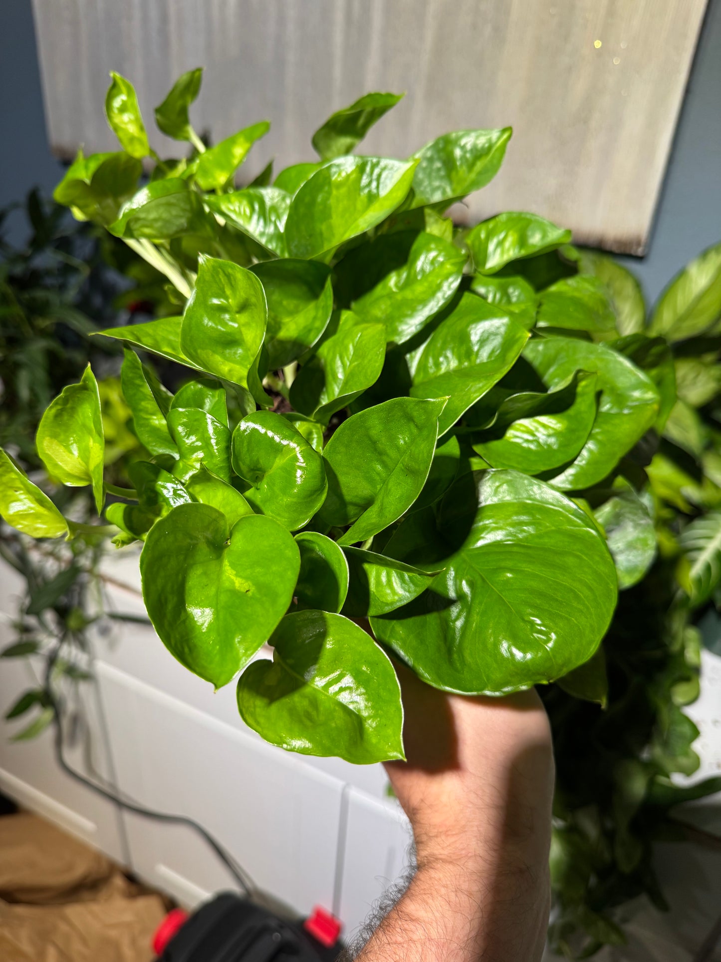 Pothos Global Green 6”