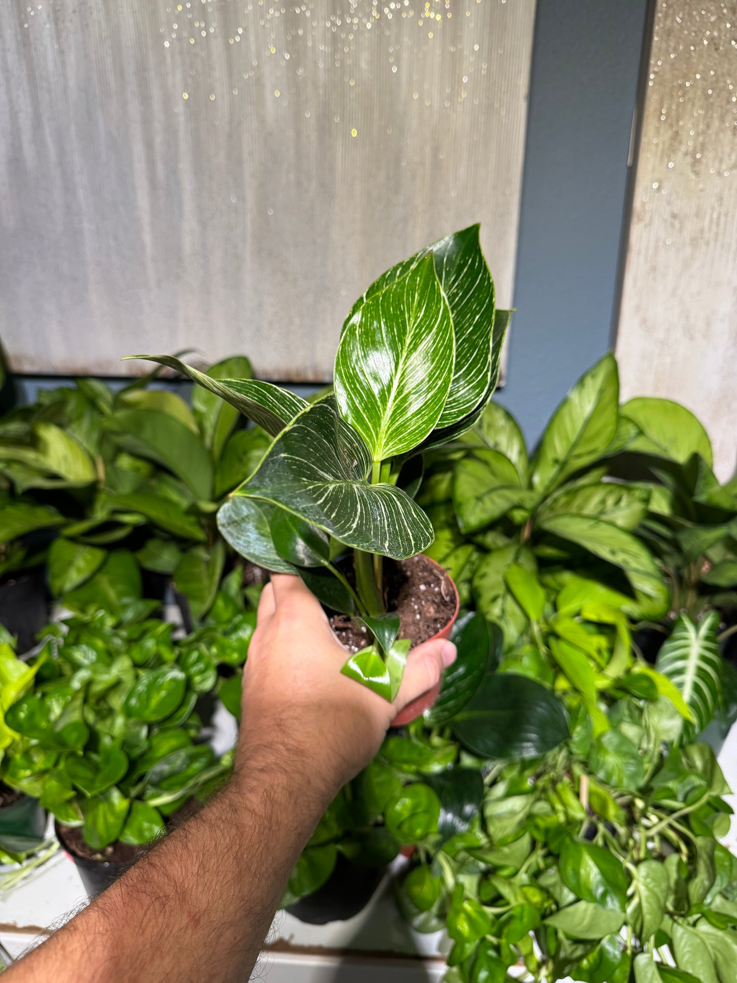 Philodendron Birkin 4”