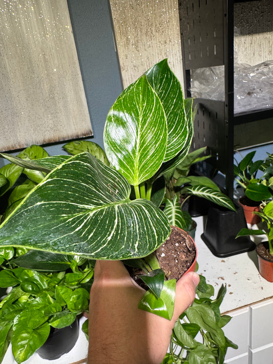 Philodendron Birkin 4”