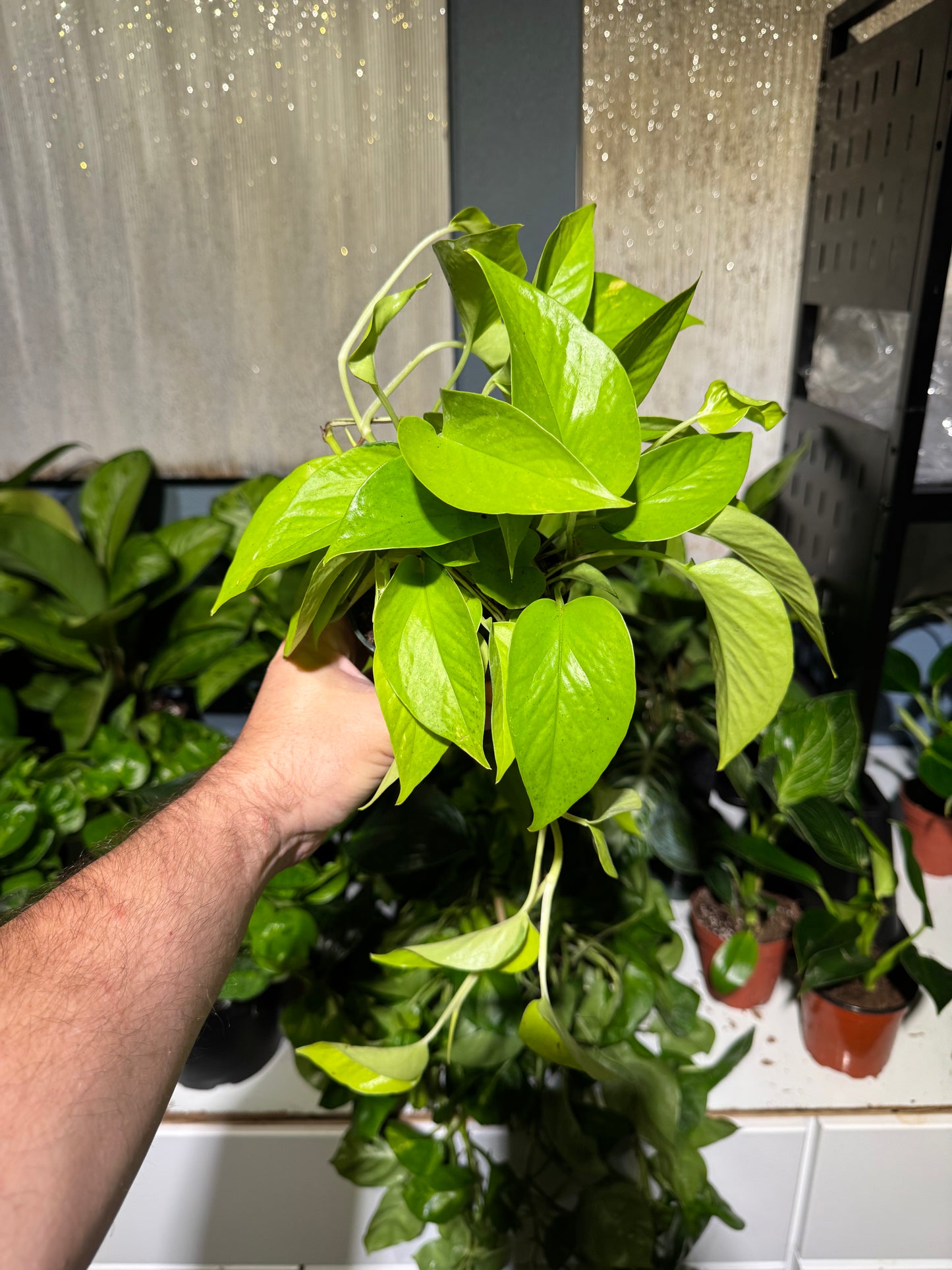Neon Pothos 4”