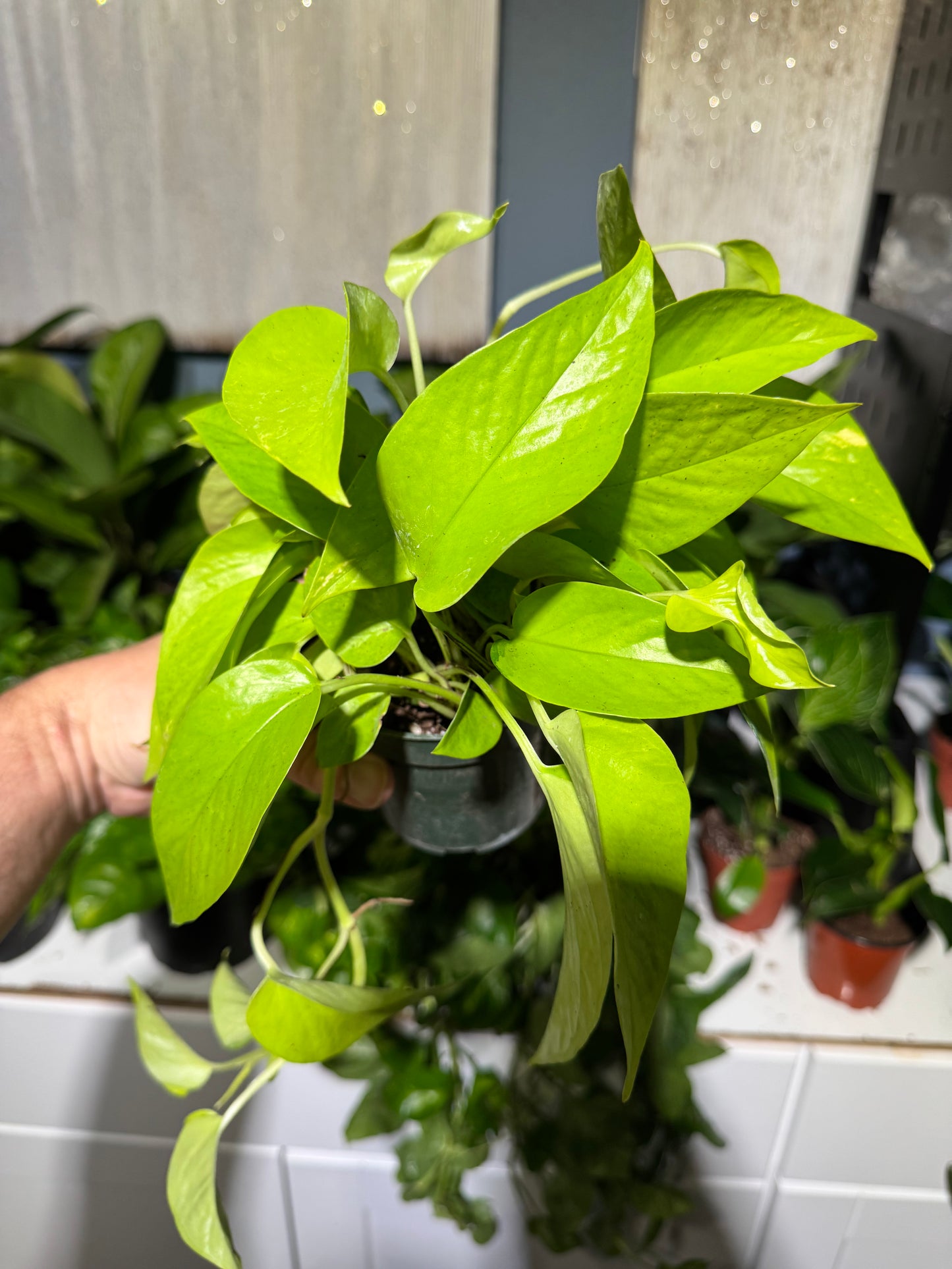 Neon Pothos 4”