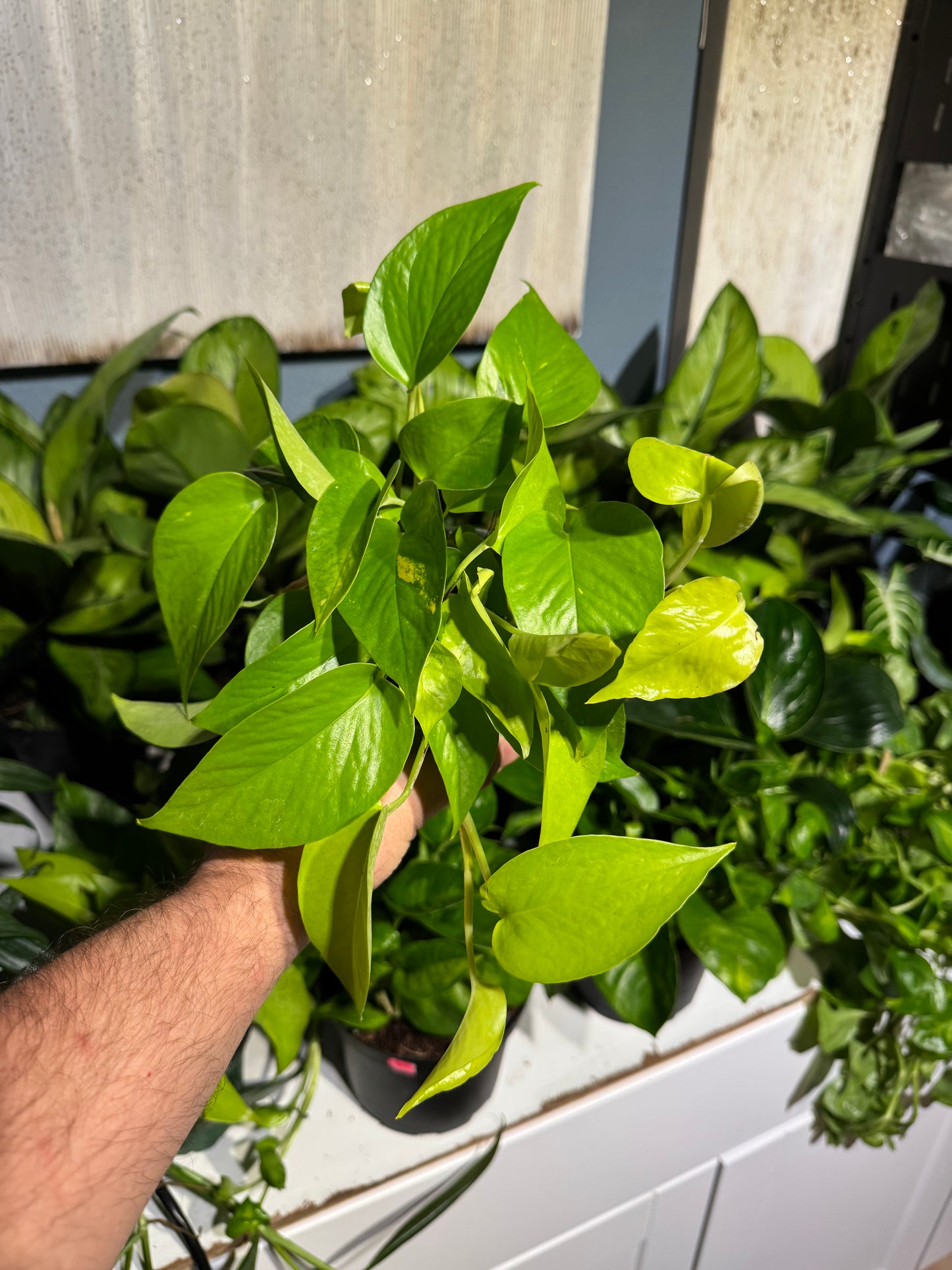 Neon Pothos 4”