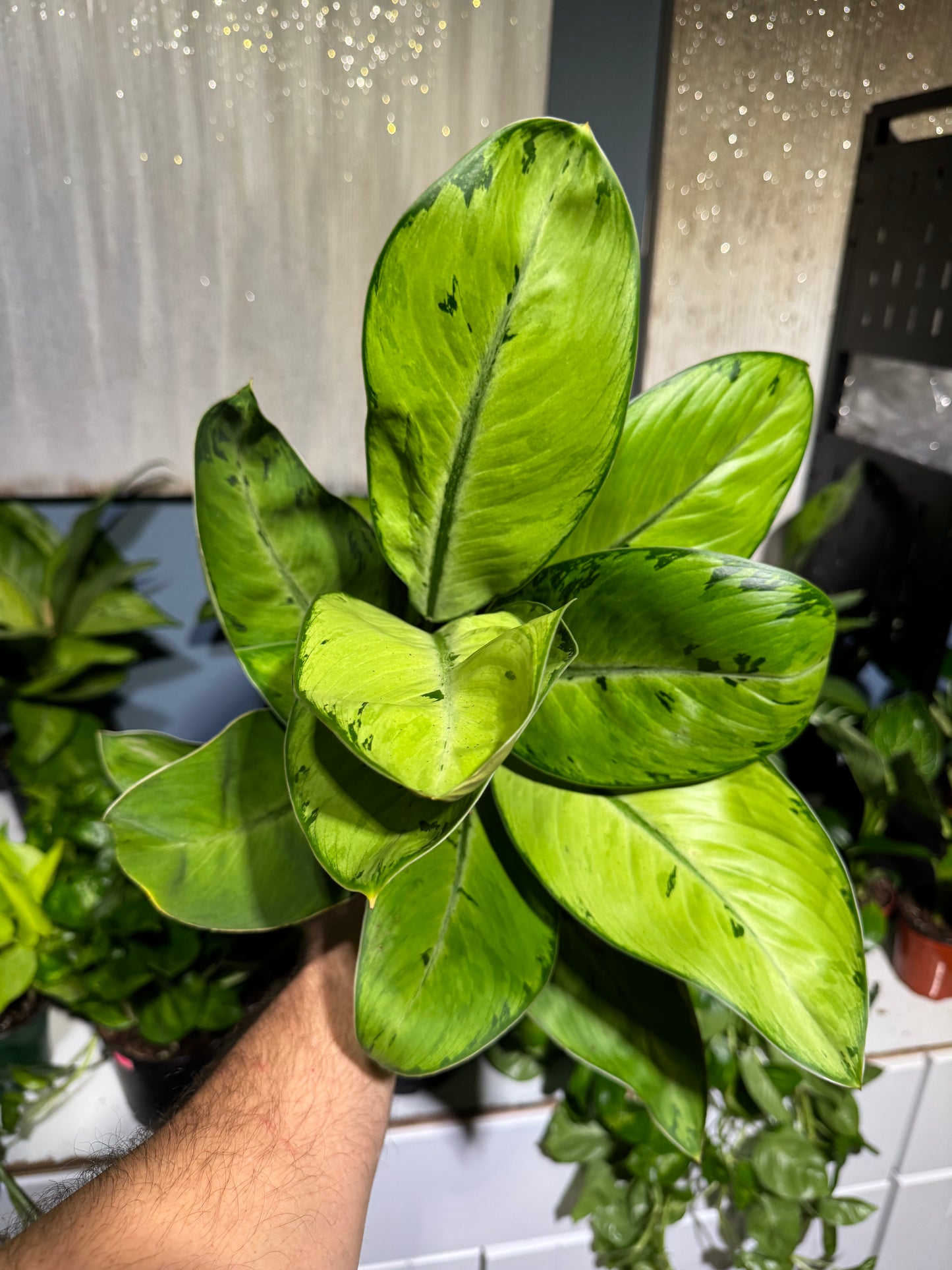 Dieffenbachia 'Camouflage' 6”