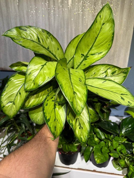 Dieffenbachia 'Camouflage' 6”