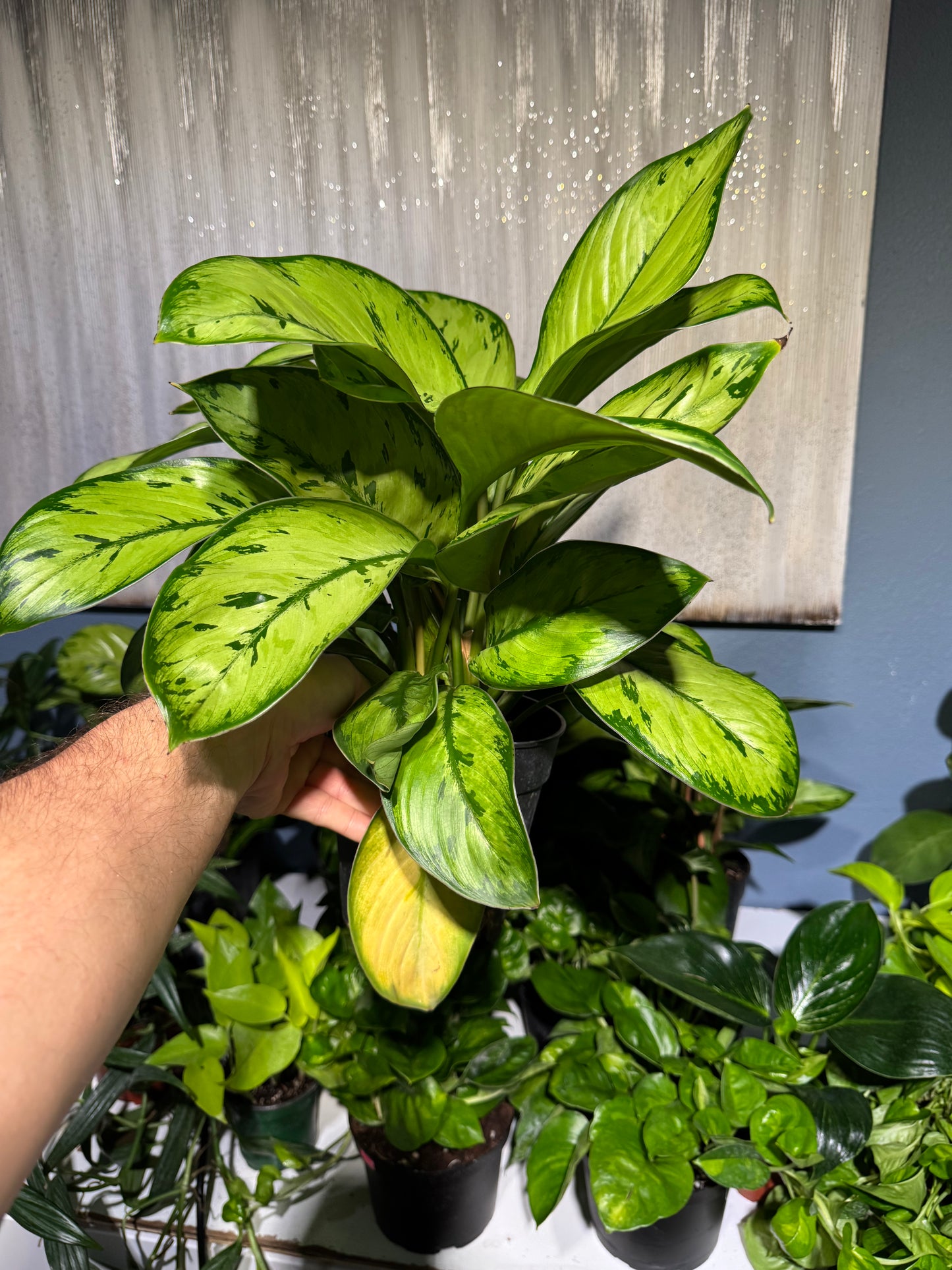 Dieffenbachia 'Camouflage' 6”