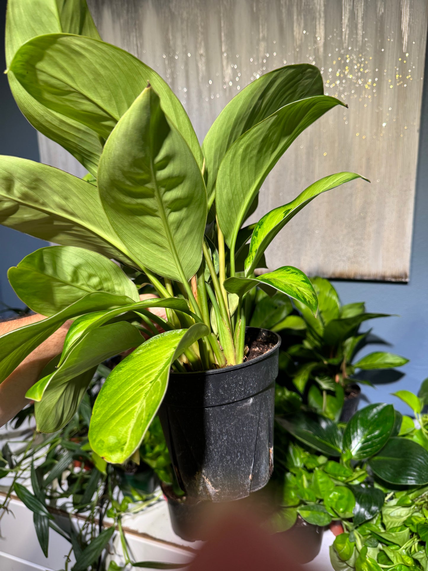 Dieffenbachia 'Camouflage' 6”