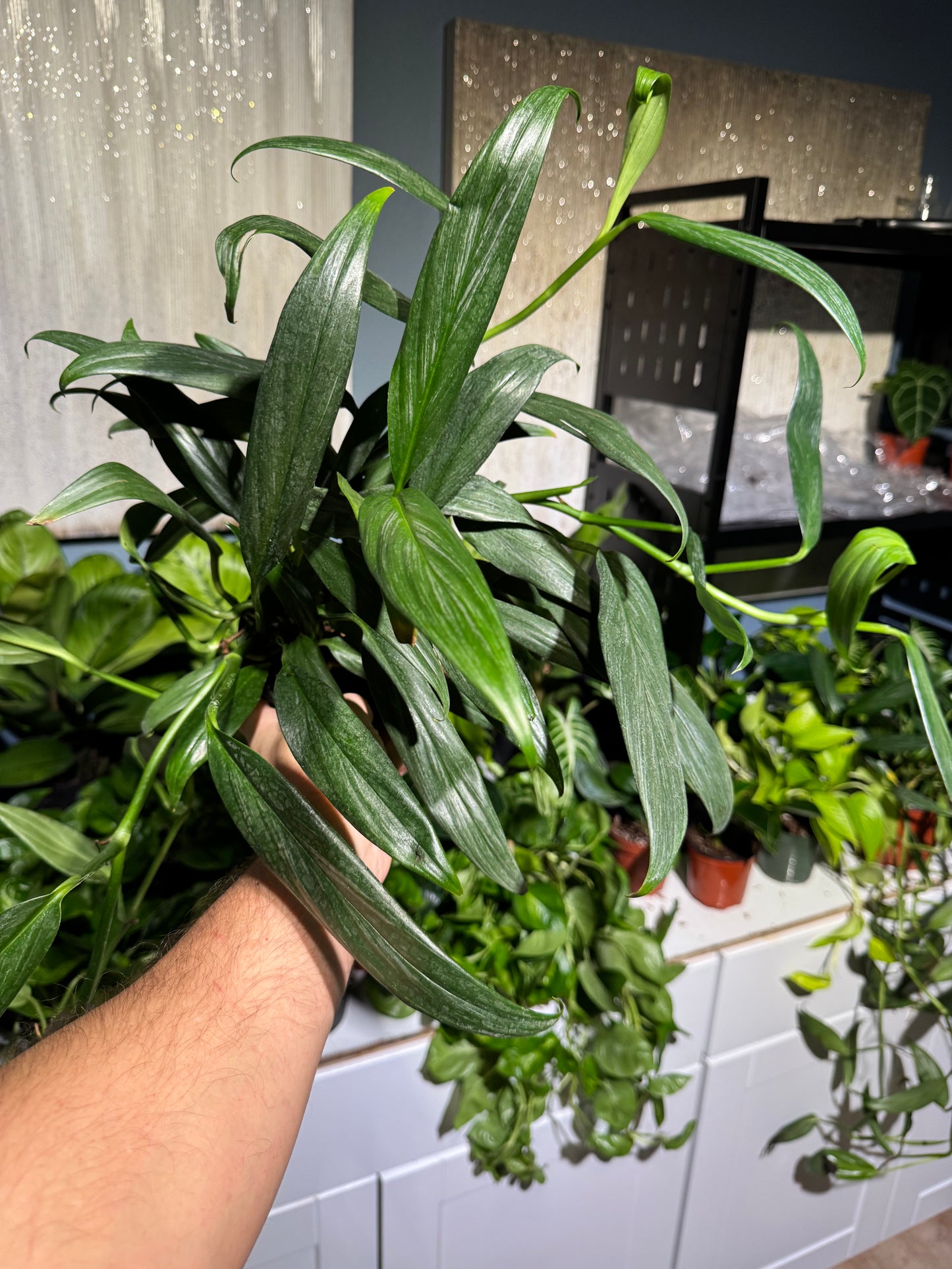 Pothos Silver Streak 6”