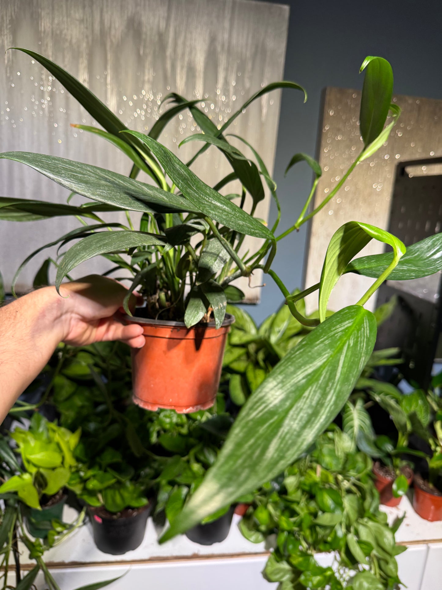 Pothos Silver Streak 6”