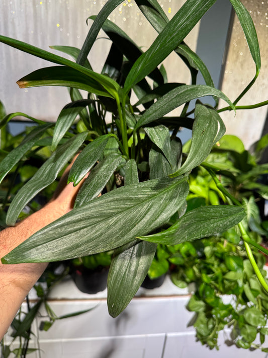 Pothos Silver Streak 6”